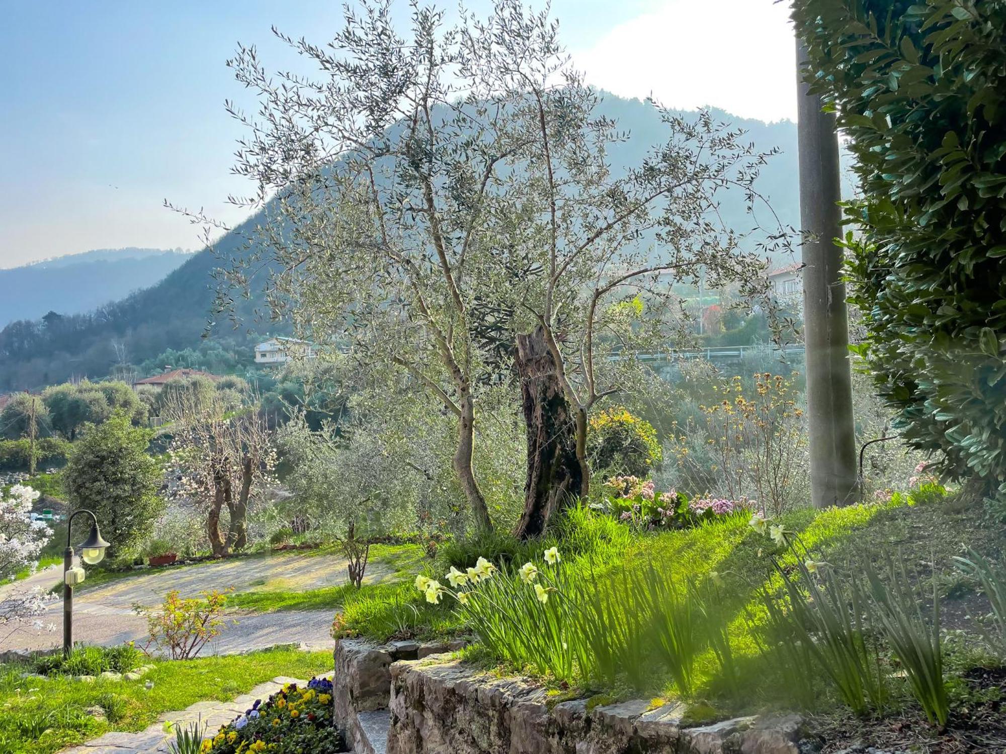 Breva Loft Tra Gli Ulivi Ed Il Lago Bellagio Extérieur photo
